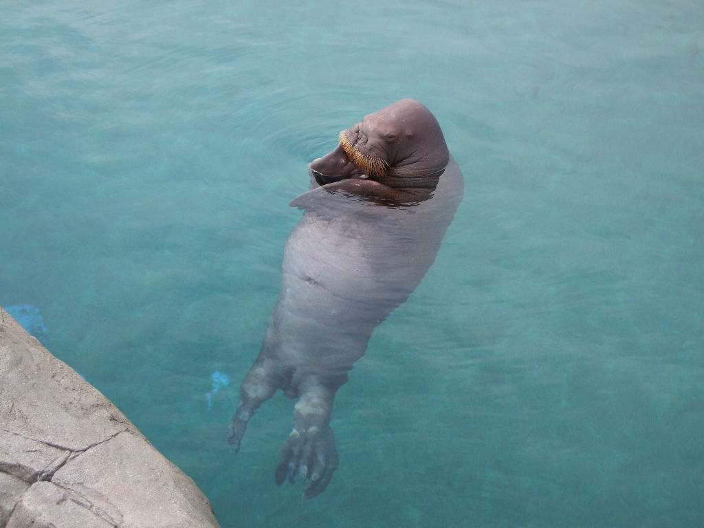 セイウチ 海象 哺乳類図鑑 動物図鑑 動物写真のホームページ