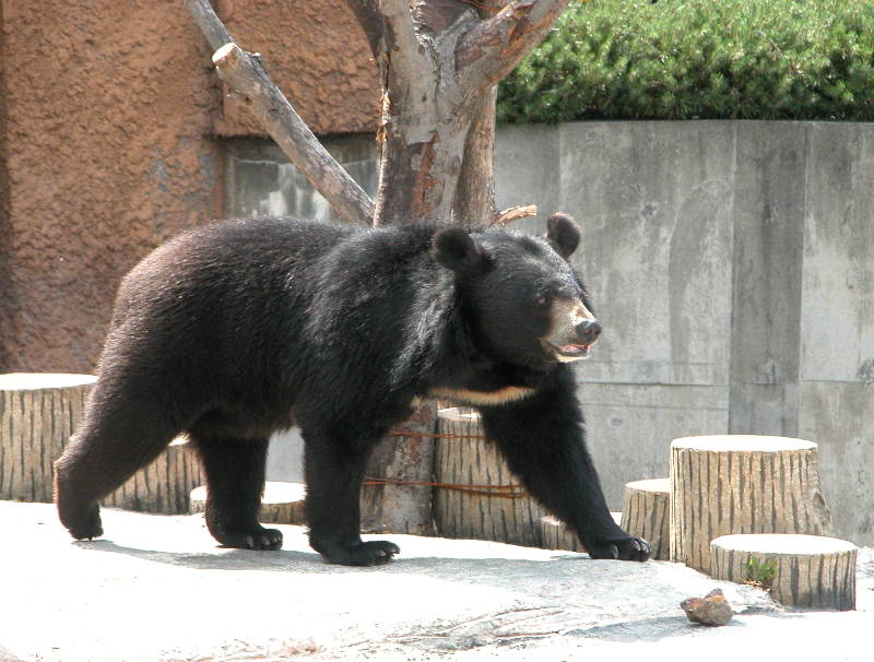 ナマケグマ 怠熊 スローベアー 動物図鑑 動物写真のホームページ