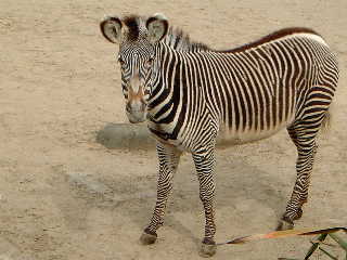 グレビーシマウマ 動物図鑑 動物写真のホームページ